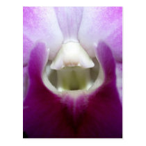 closed up  of Orchid Flower postcards