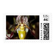closed up of Orchid Flower postage by naturelife closed up of Orchid Flower postage