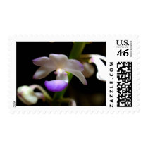 closed up of Orchid Flower postage by naturelife closed up of Orchid Flower postage