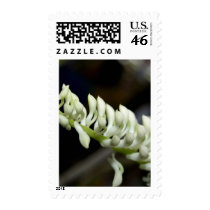 closed up of Orchid Flower postage by naturelife closed up of Orchid Flower postage