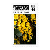 closed up of Orchid Flower postage by naturelife closed up of Orchid Flower postage