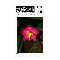 closed up of Orchid Flower postage by naturelife closed up of Orchid Flower postage
