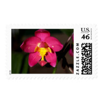 closed up of Orchid Flower postage by naturelife closed up of Orchid Flower postage