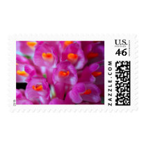 closed up of Orchid Flower postage by naturelife closed up of Orchid Flower postage