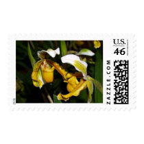 closed up of Orchid Flower postage by naturelife closed up of Orchid Flower postage