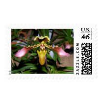 closed up of Orchid Flower postage by naturelife closed up of Orchid Flower postage