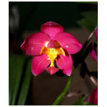 closed up of Orchid Flower t-shirts by naturelife closed up of Orchid Flower t-shirts