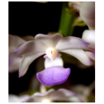 closed up of Orchid Flower t-shirts by naturelife closed up of Orchid Flower t-shirts