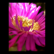 Closer Nature Flower Macro Poster posters