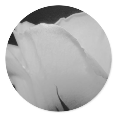 Closer White Rose Sticker by CyrScenes