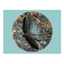 Closeup Blue Butterfly Circle Postcard