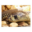 Closeup Cobra Head posters