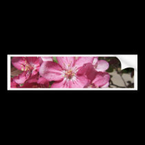 Closeup Crab-Apple Blossoms bumper stickers