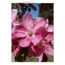 Closeup Crab-Apple Blossoms Card