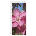 Closeup Crab-Apple Blossoms rack cards