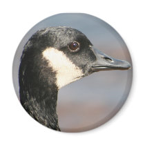 Closeup Goose magnets by Blake81 Closeup Goose magnets