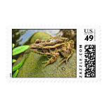 Closeup of a Pickerel Frog Stamp