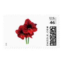 Closeup of Red Amaryllis Postage Stamp
