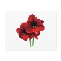 Closeup of Red Amaryllis Post Cards