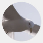 Closeup of seagull flying overhead stickers