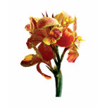 Closeup of Spotted Orange Canna Ladies Closeup of Spotted Orange Canna Ladies