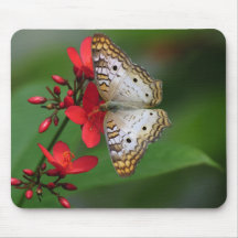 Closeup of white butterfly mousepad