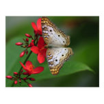 Closeup of white butterfly post card