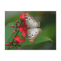 Closeup of white butterfly post card