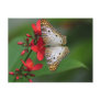 Closeup of white butterfly post card