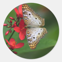 Closeup of white butterfly round stickers