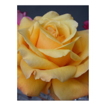 Closeup of Yellow Rose posters