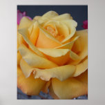 Closeup of Yellow Rose posters