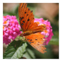 closeup orang-blk butterfly on lantana posters by gbmize closeup orang-blk butterfly on lantana posters