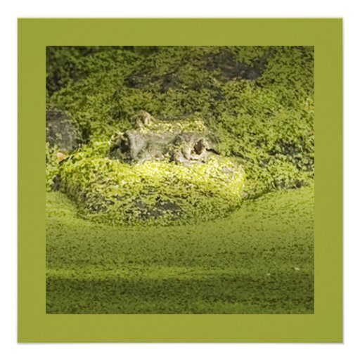 Closeup Photograph of a Gator in Duckweed Announcements