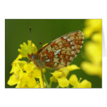 Clossiana euphrosyne cards