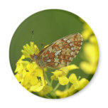 Clossiana euphrosyne magnets