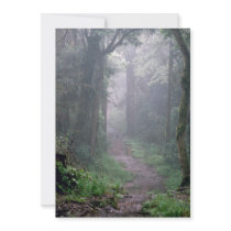Cloud forest, Mt. Kilimanjaro, Tanzania Invites