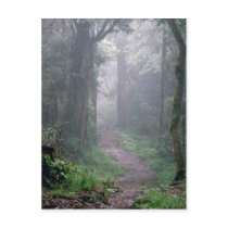 Cloud forest, Mt. Kilimanjaro, Tanzania Postcards