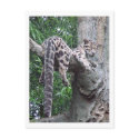 Cloud Leopard Postcard