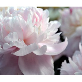 Cloud of Peonies-47 zazzle_mousepad
