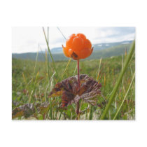 Cloudberry Postcard by florianesser Cloudberry Postcard
