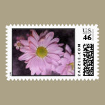 Clouded Daisies Postage stamps