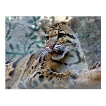 clouded leopard-1 4x6 post card