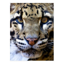 Clouded leopard detail postcards