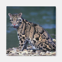 Clouded Leopard-eye contact Fridge Magnet