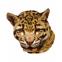 Clouded Leopard Kids T-Shirt by kphotos Clouded Leopard Kids T-Shirt