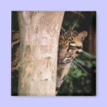 Clouded Leopard Magnet magnets