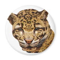 Clouded Leopard magnets