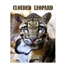 Clouded leopard postcard