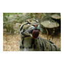 Clouded Leopard Poster posters by EricGardner Clouded Leopard Poster posters